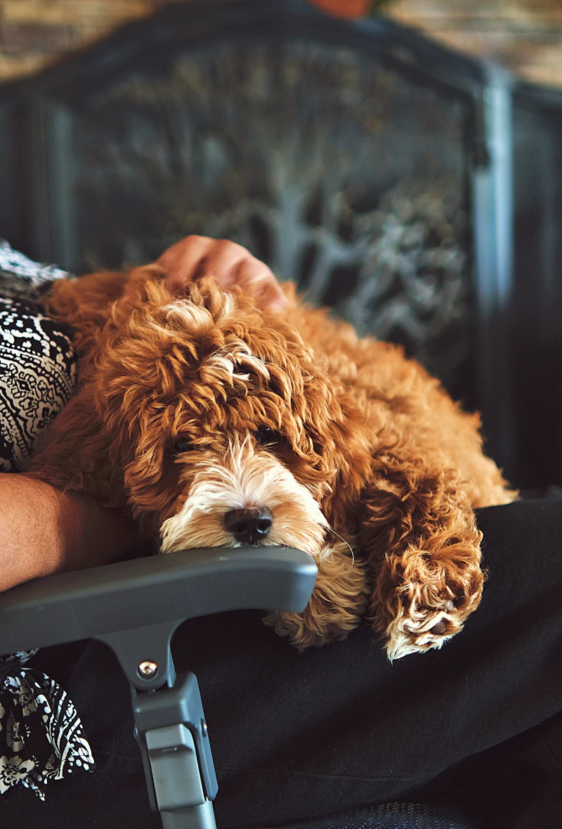 A doodle dog lying across a person's lap