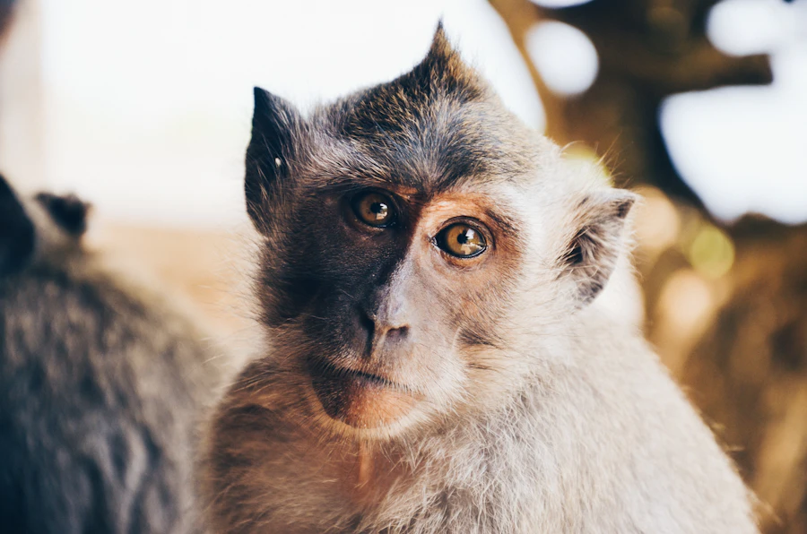 A monkey staring directly into the camera